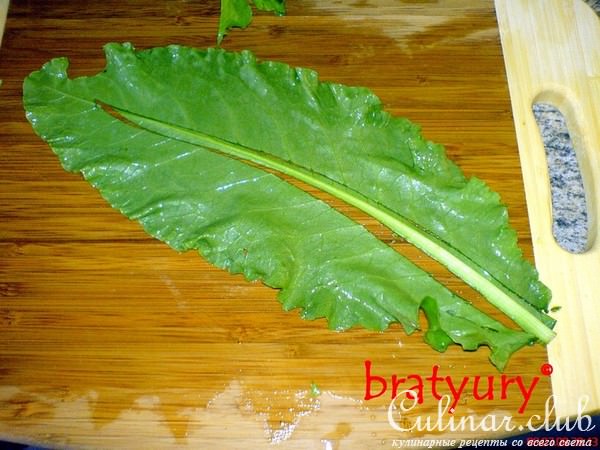    , - Rumex obtusifolius,  ! 
