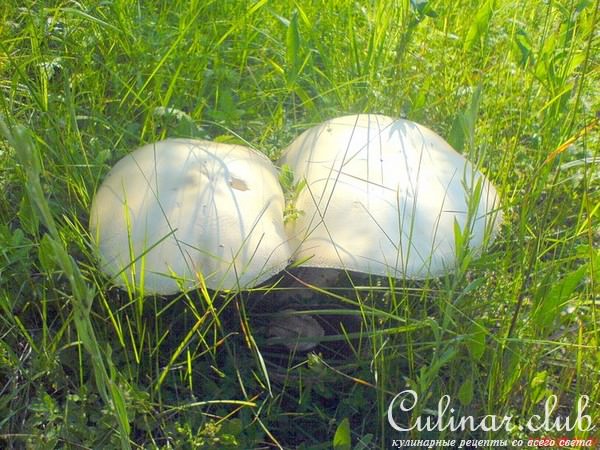 Шампиньон луговой жареный, 1 штука