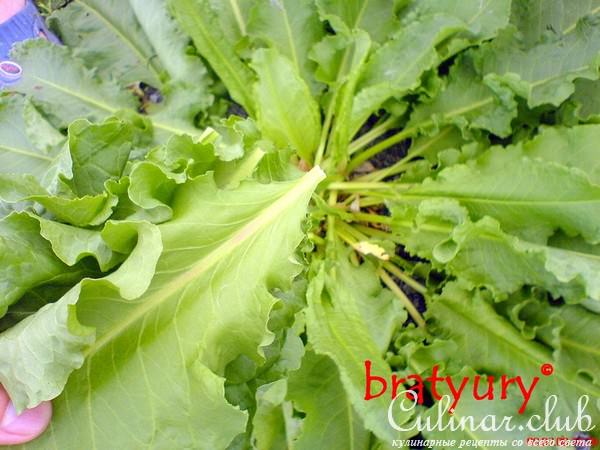    , - Rumex obtusifolius,  ! 