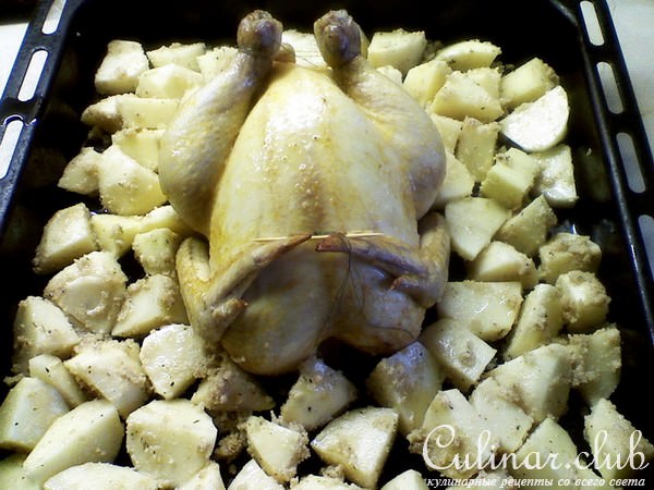 "АПЕЛЬСИНОВАЯ КУРОЧКА"