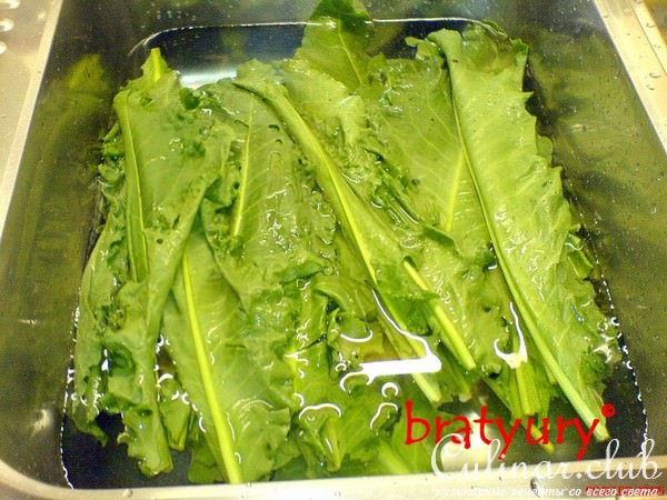   , - Rumex obtusifolius,  ! 