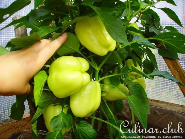 Фаршированный перец (вариант)