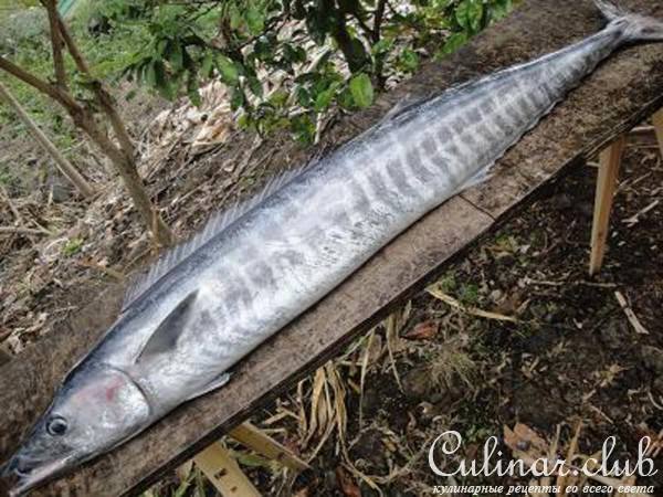 raw wahoo with lime(Рыба в лайме)