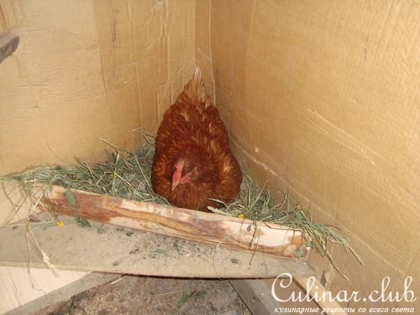 супчик "Натурпродукт" с чесночными гренками