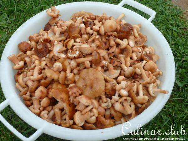 МАРИНОВАННЫЕ ОПЯТА ( в особо крупных масштабах)
