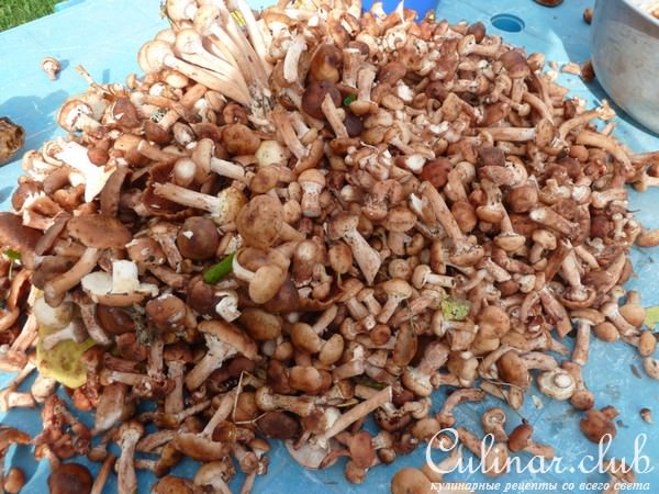 МАРИНОВАННЫЕ ОПЯТА ( в особо крупных масштабах)