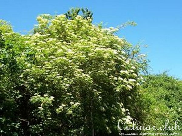 Уксус из цветов бузины.