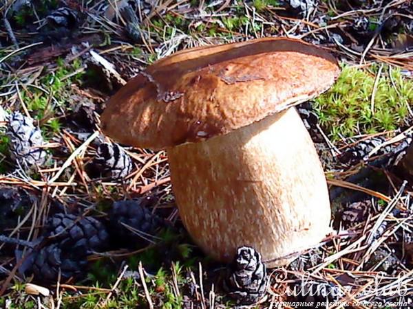 Грибы маринованные